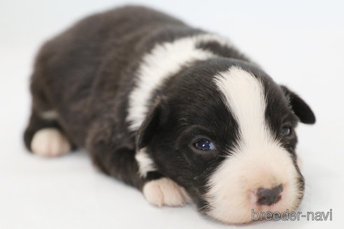 成約済の神奈川県のボーダーコリー-369086の6枚目